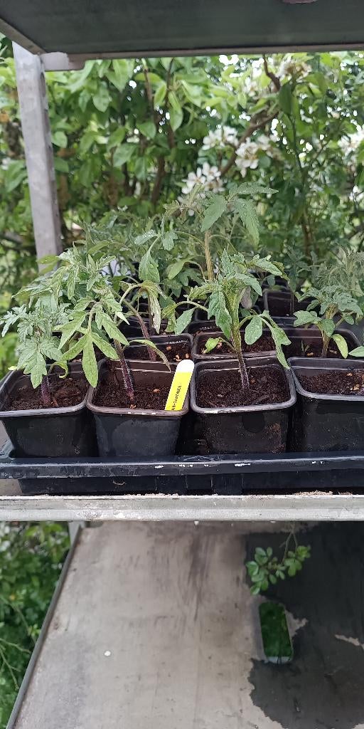 tomatenplanten tomaten voor potten en bakken (8 soorten), Ophalen