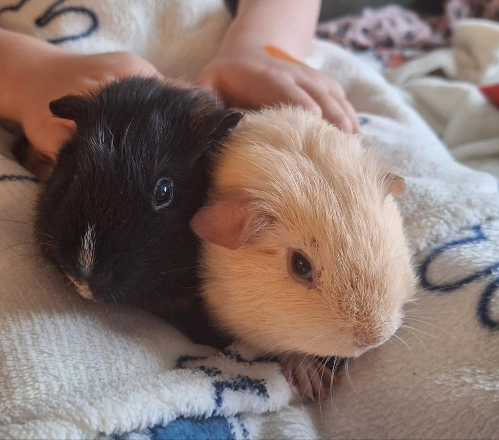 Duo cavia beertjes met behuizing, Cavia, Mannelijk, December, Tam