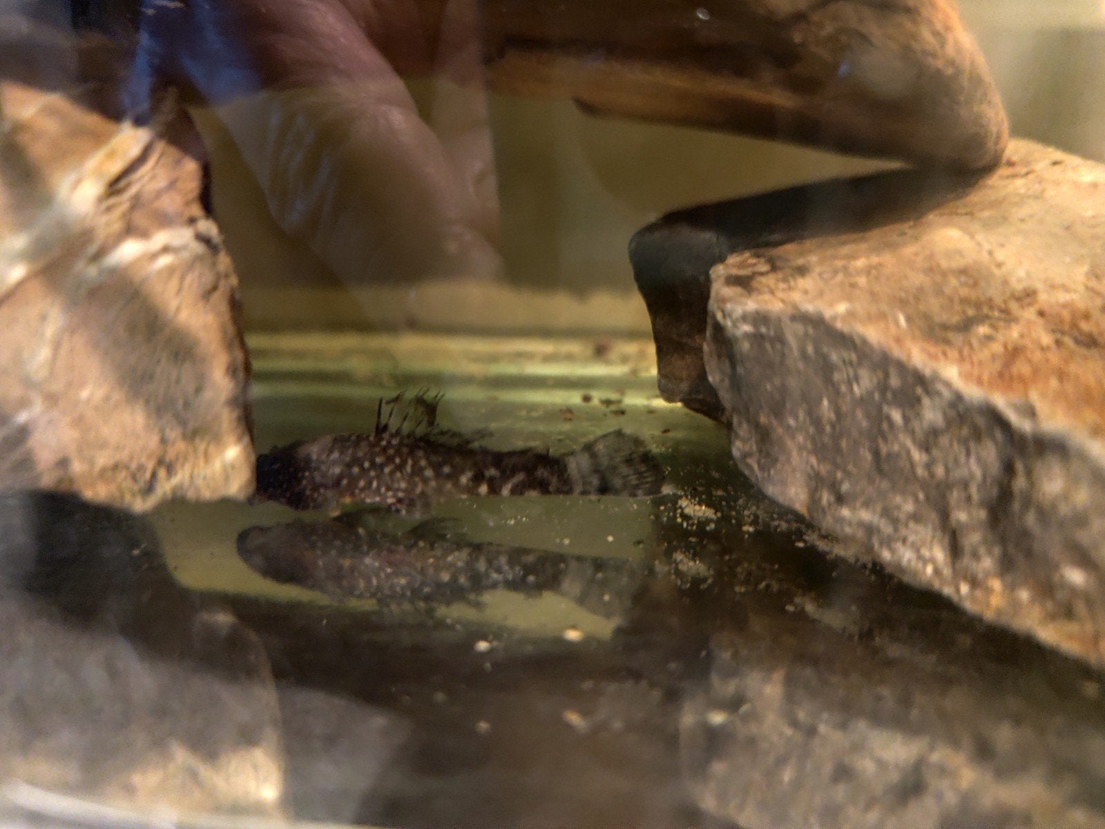 Slakjes gratis, Dieren en Toebehoren, Vis, Zoetwatervis