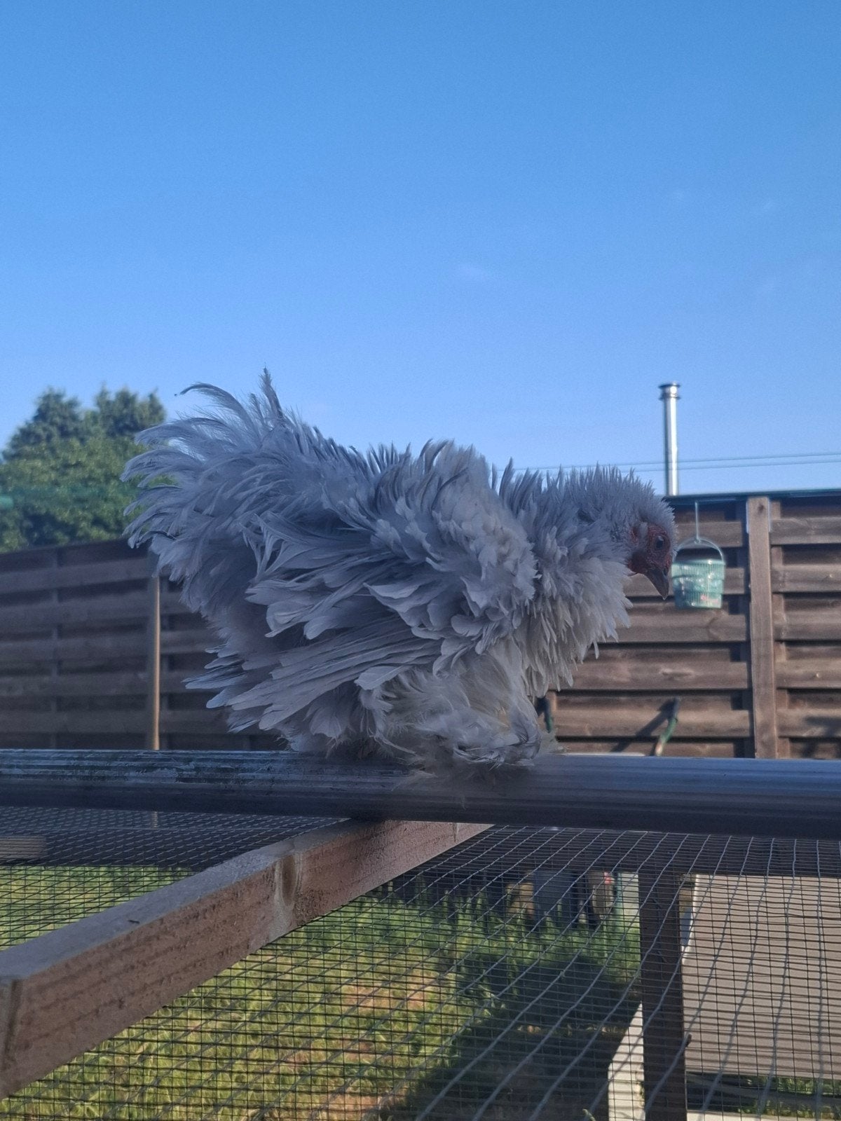 Cochin haan, Dieren en Toebehoren, Mannelijk, Kip