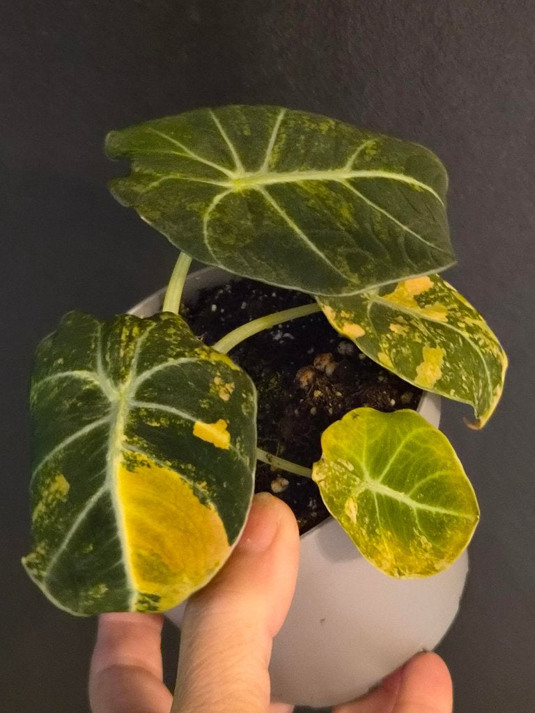 Alocasia Black Velvet Gold, Ophalen of Verzenden