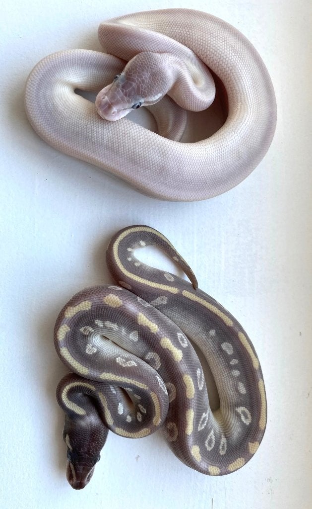 Python regius super mojave / phantom mojave, Slang, 0 tot 2 jaar