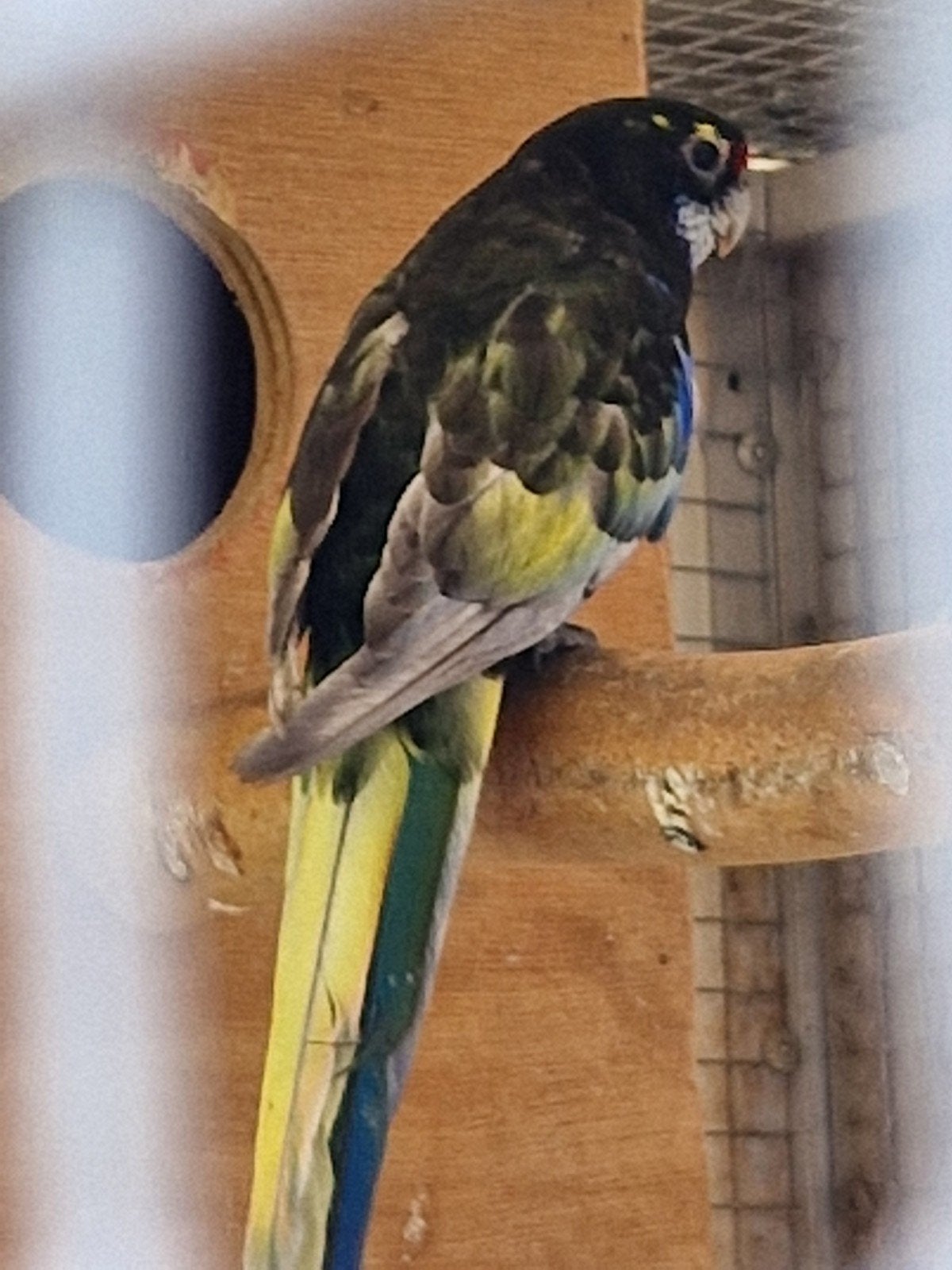 Rosella a 26 ans et plus, Animaux & Accessoires, Oiseaux | Perruches & Perroquets, Perruche, Plusieurs animaux, Bagué