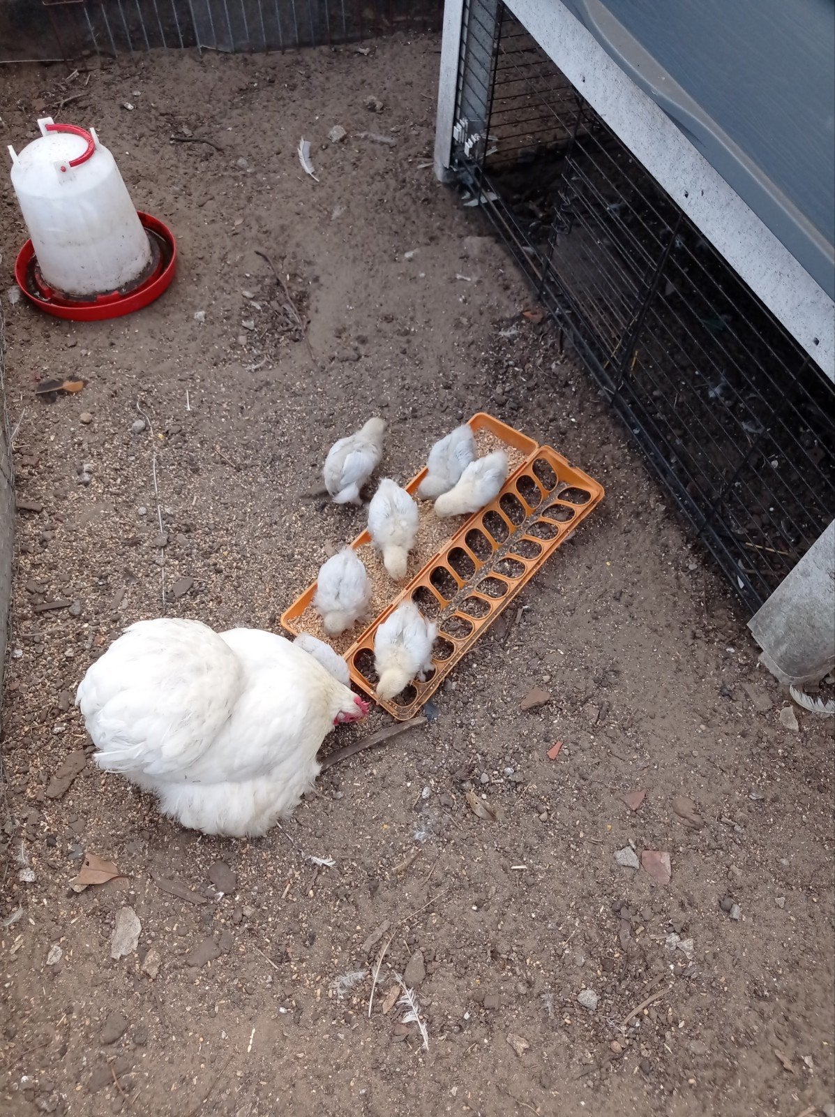 witte cochin kriel met 7 grijze kuikens, Dieren en Toebehoren, Pluimvee