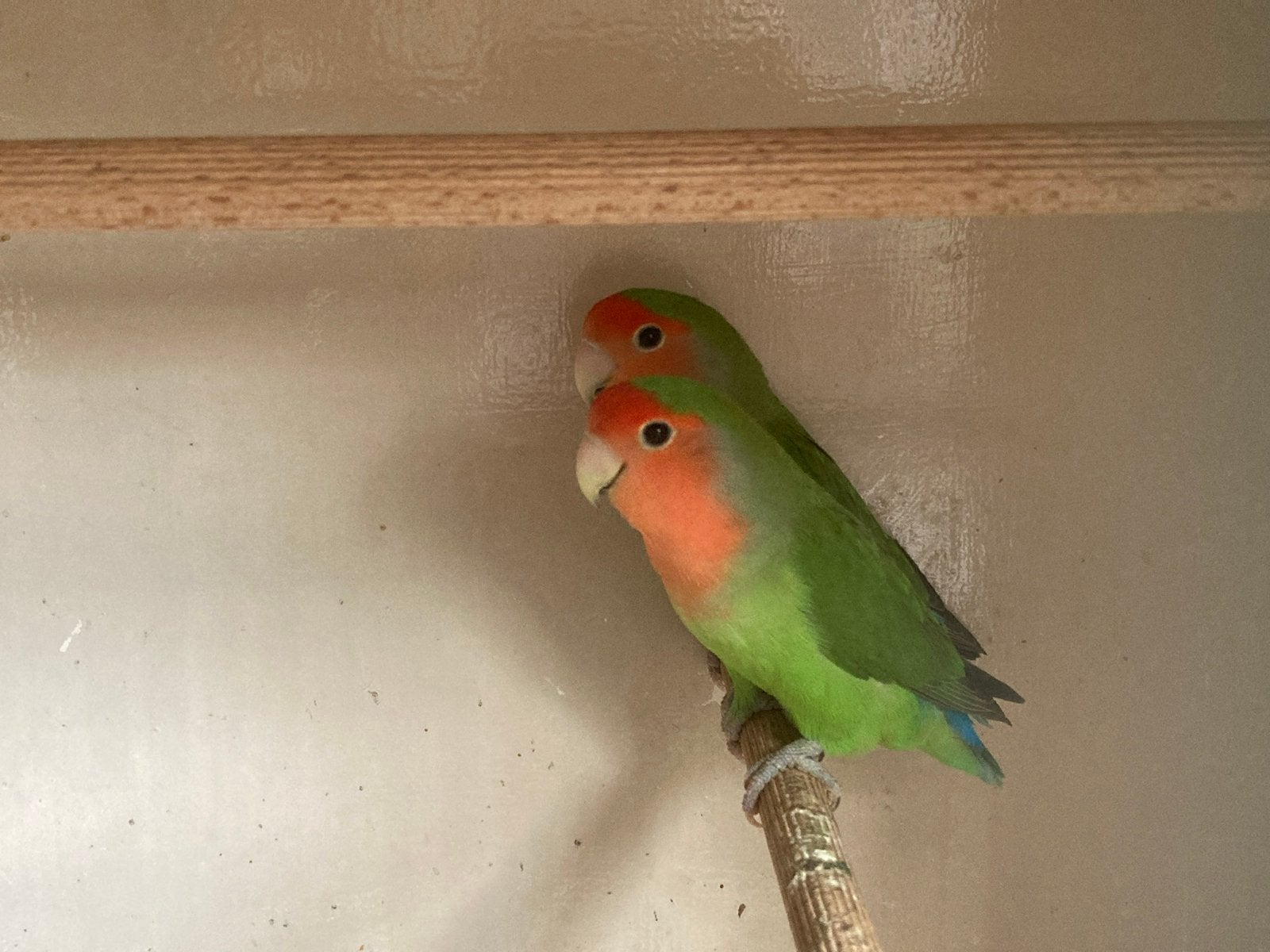 Agapornis roseicollis, Dieren en Toebehoren, Geslacht onbekend, Dwergpapegaai of Agapornis