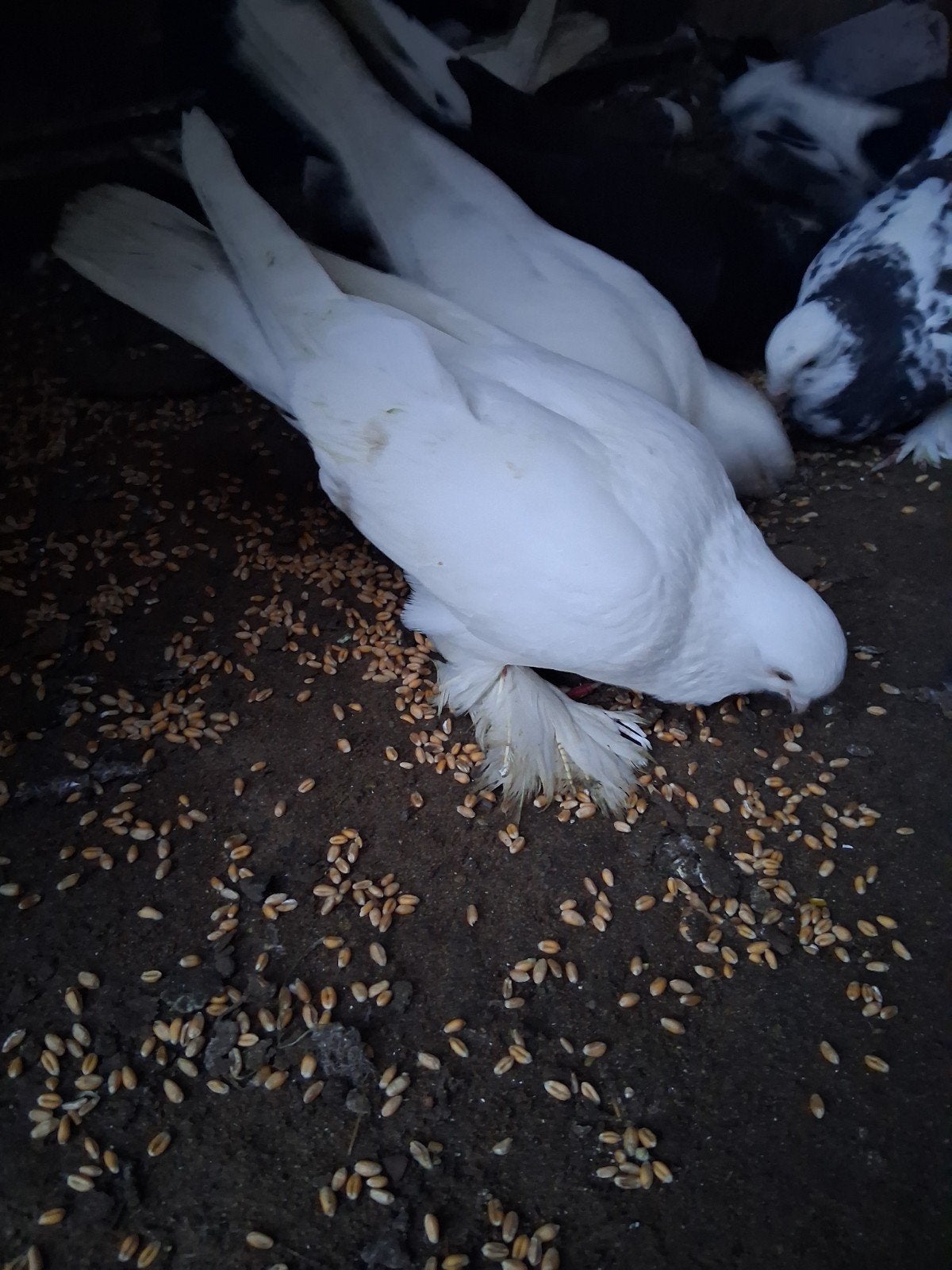 Ozbek Takla duiven 5 ero st, Animaux & Accessoires