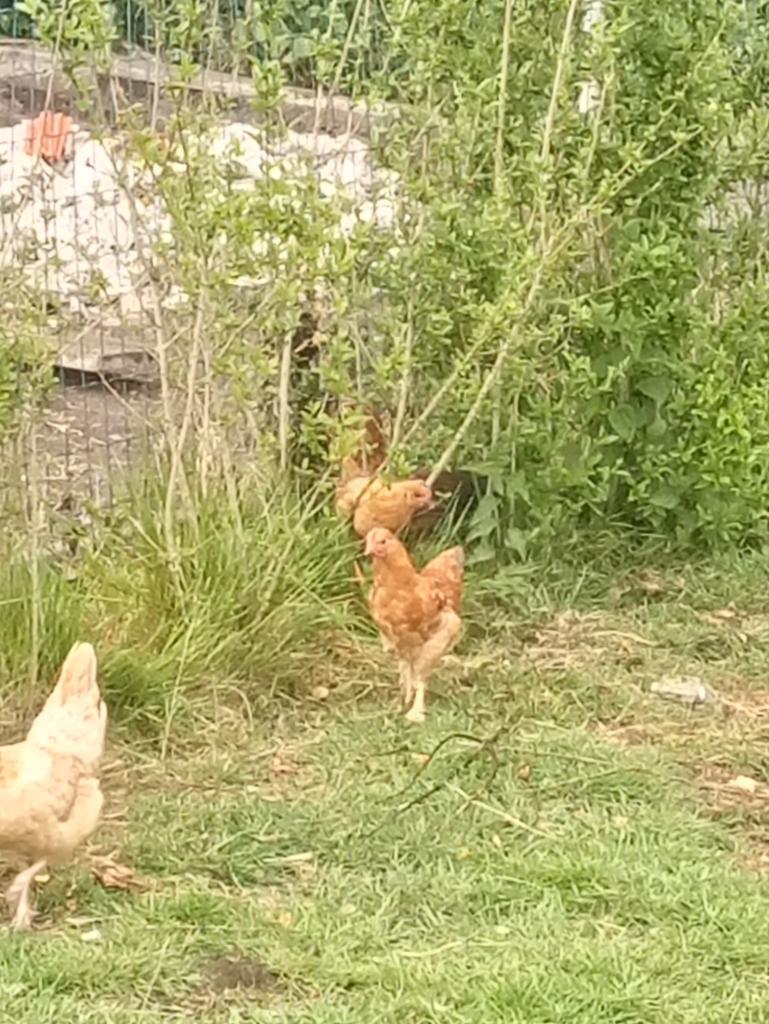 Te koop 2 jonge hanen, Dieren en Toebehoren