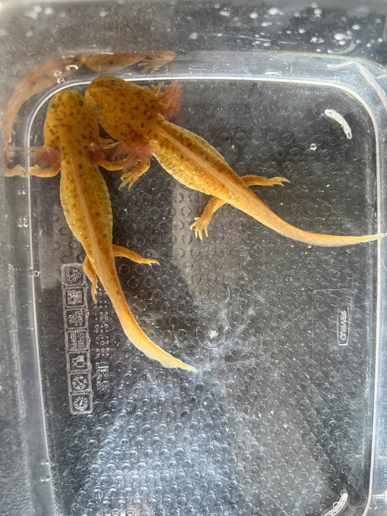 Copper axolotls, Animaux & Accessoires, Reptiles & Amphibiens
