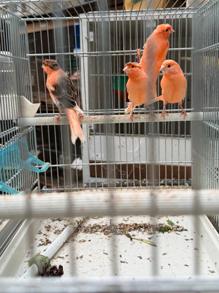Harlekijnkanarie jongen rood, Dieren en Toebehoren, Vogels | Kanaries, Geslacht onbekend