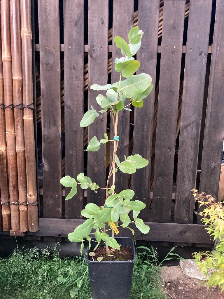Eucalyptus neglecta, Jardin & Terrasse, Plantes | Arbres, En pot, Autres espèces, Enlèvement, Été