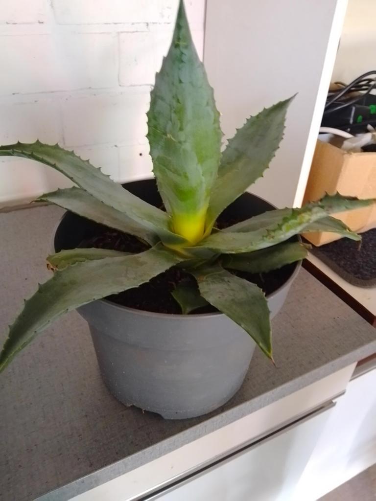 Agave Americana plant, Ophalen