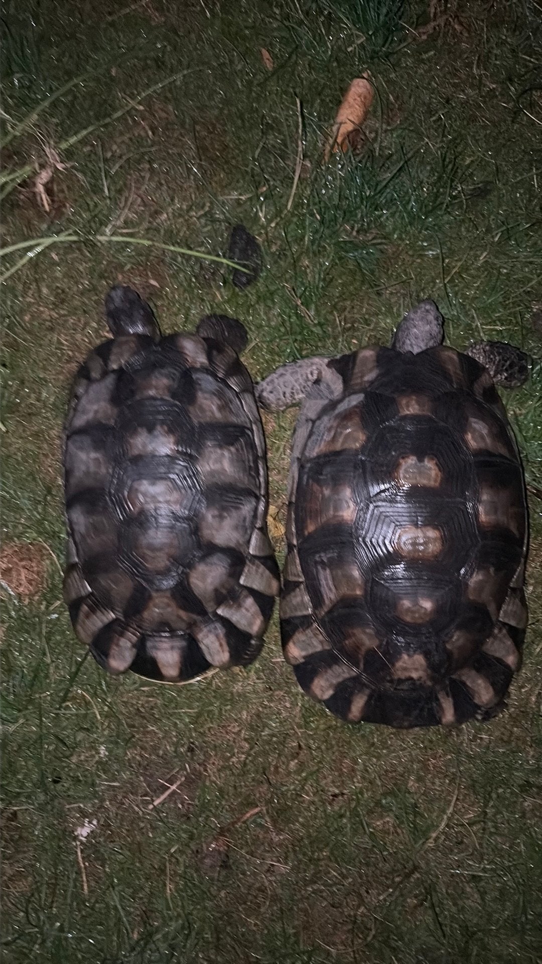 Couple de mariginata, Ophalen