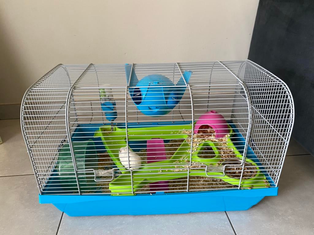 Tamme dwerghamster + kooi en toebehoren te koop in Leuven, Dieren en Toebehoren, Ophalen, Zo goed als nieuw, Kooi, Hamster