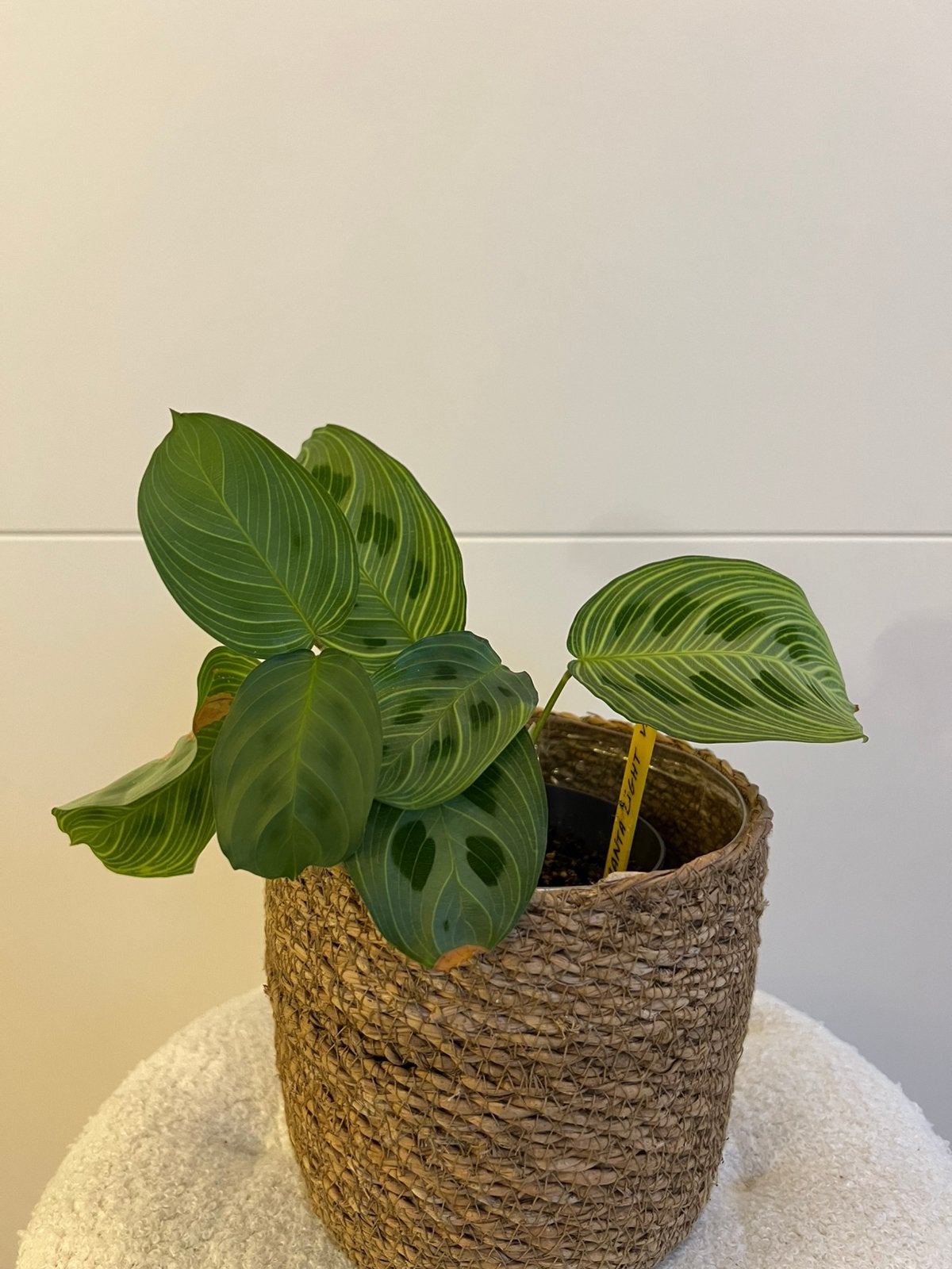 Maranta light viens, Ophalen