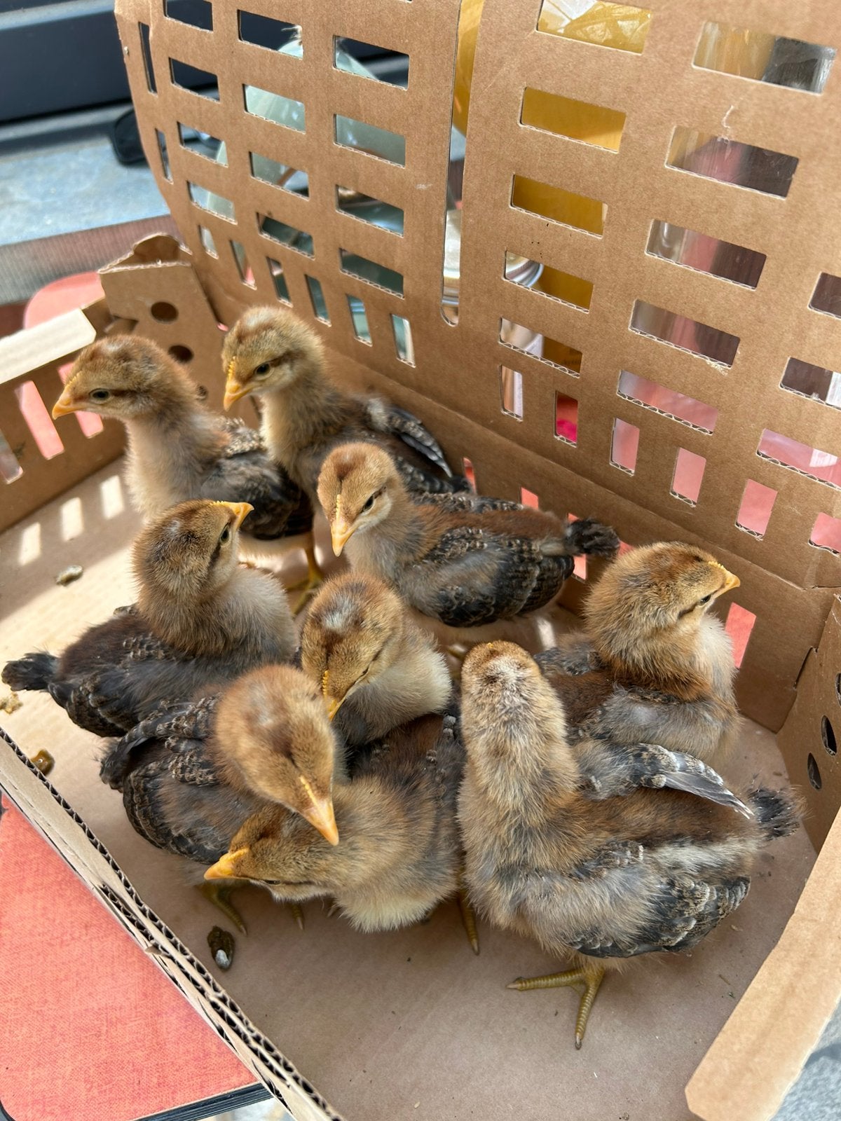 Kippenkuikens ras Bielefelder, Animaux & Accessoires, Plusieurs animaux, Poule ou poulet