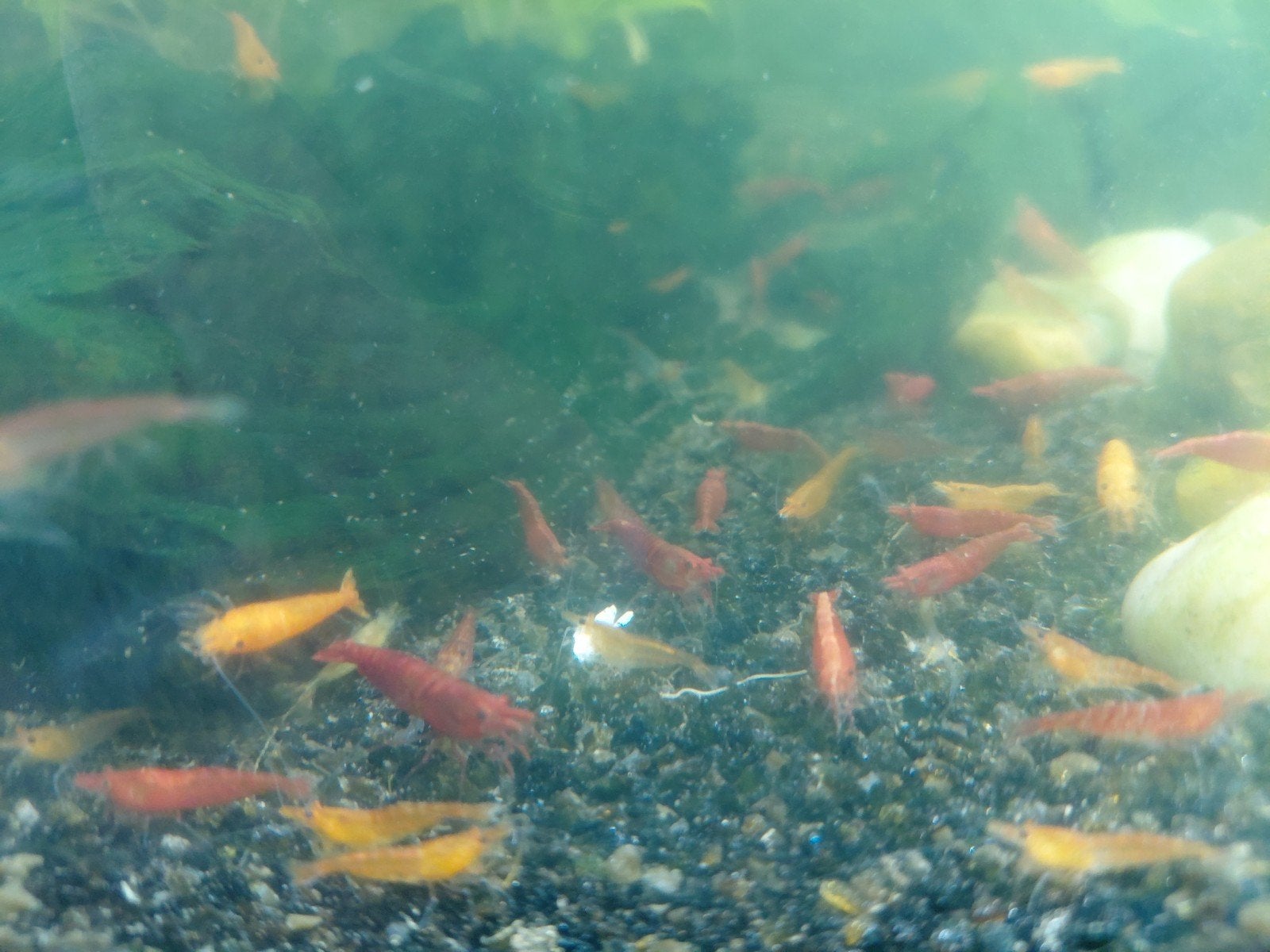 50 Mix Neocaridina garnalen – Rode & Wildkleur, Kreeft, Krab of Garnaal, Zoetwatervis, Schoolvis
