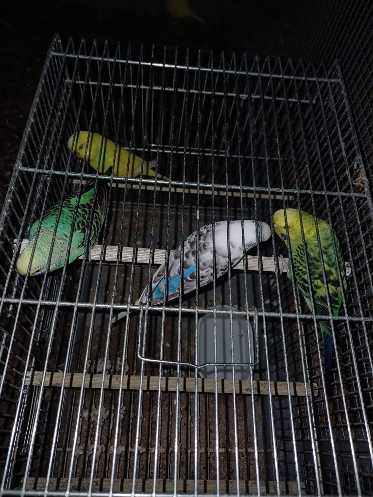 perruche, Plusieurs animaux, Perruche