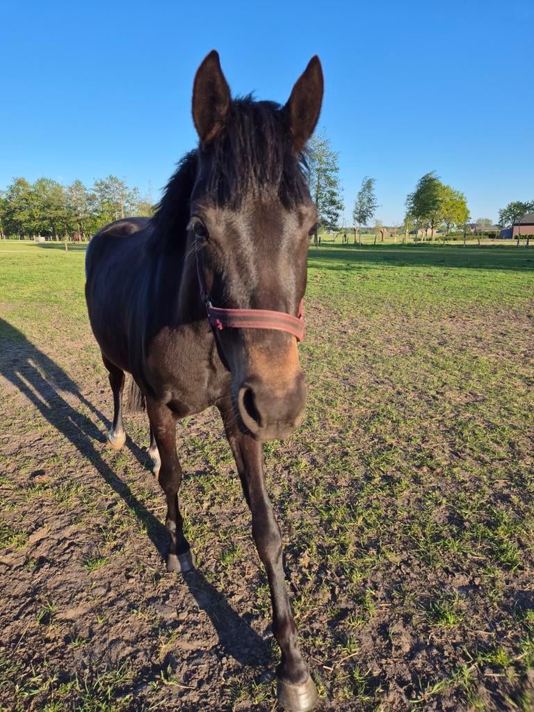 Mooie c pony ., Dieren en Toebehoren, Merrie, Met stamboom, Springpony, 3 tot 6 jaar
