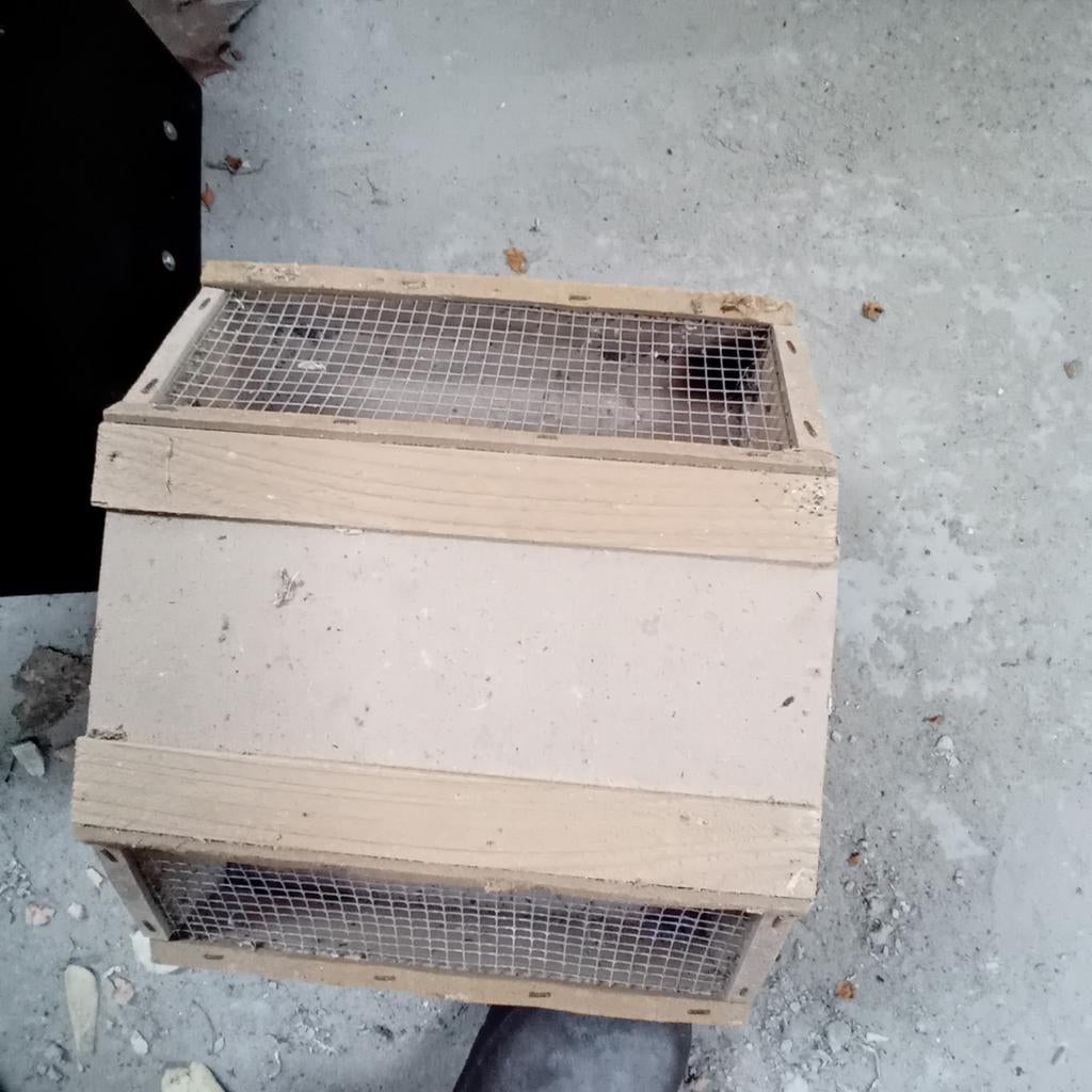 , kan opgehaald worden in mol of ekeren, Dieren en Toebehoren, Ophalen