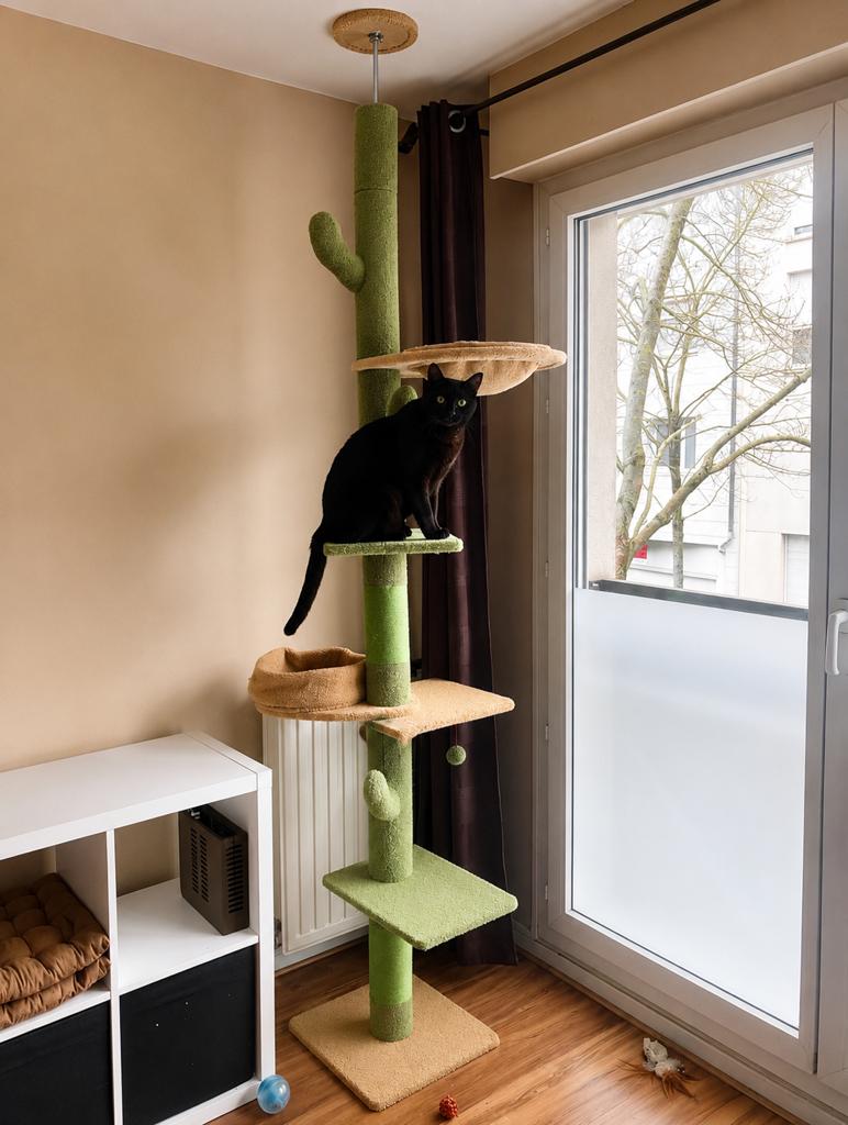 Groene cactus krabpaal plafondhoog verstelbaar 205-255cm, Dieren en Toebehoren, Ophalen of Verzenden, Krabpaal
