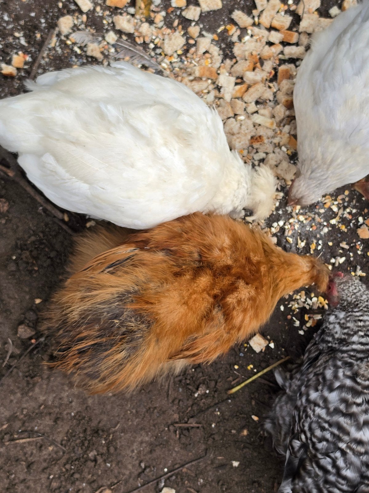 poulets : coins, padua, silkfowl, Animaux & Accessoires, Poule ou poulet