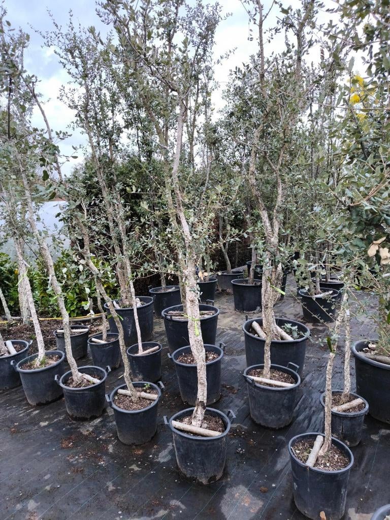 Kurkeiken te koop, Tuin en Terras, Overige soorten, 250 tot 400 cm, Zomer, Ophalen