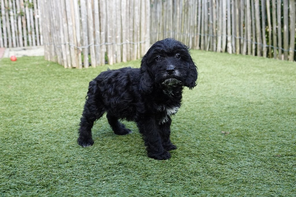 Cockapoo pups, geteste ouders, 100% Belgisch, Parvo, België, 15 weken tot 1 jaar, Overige rassen