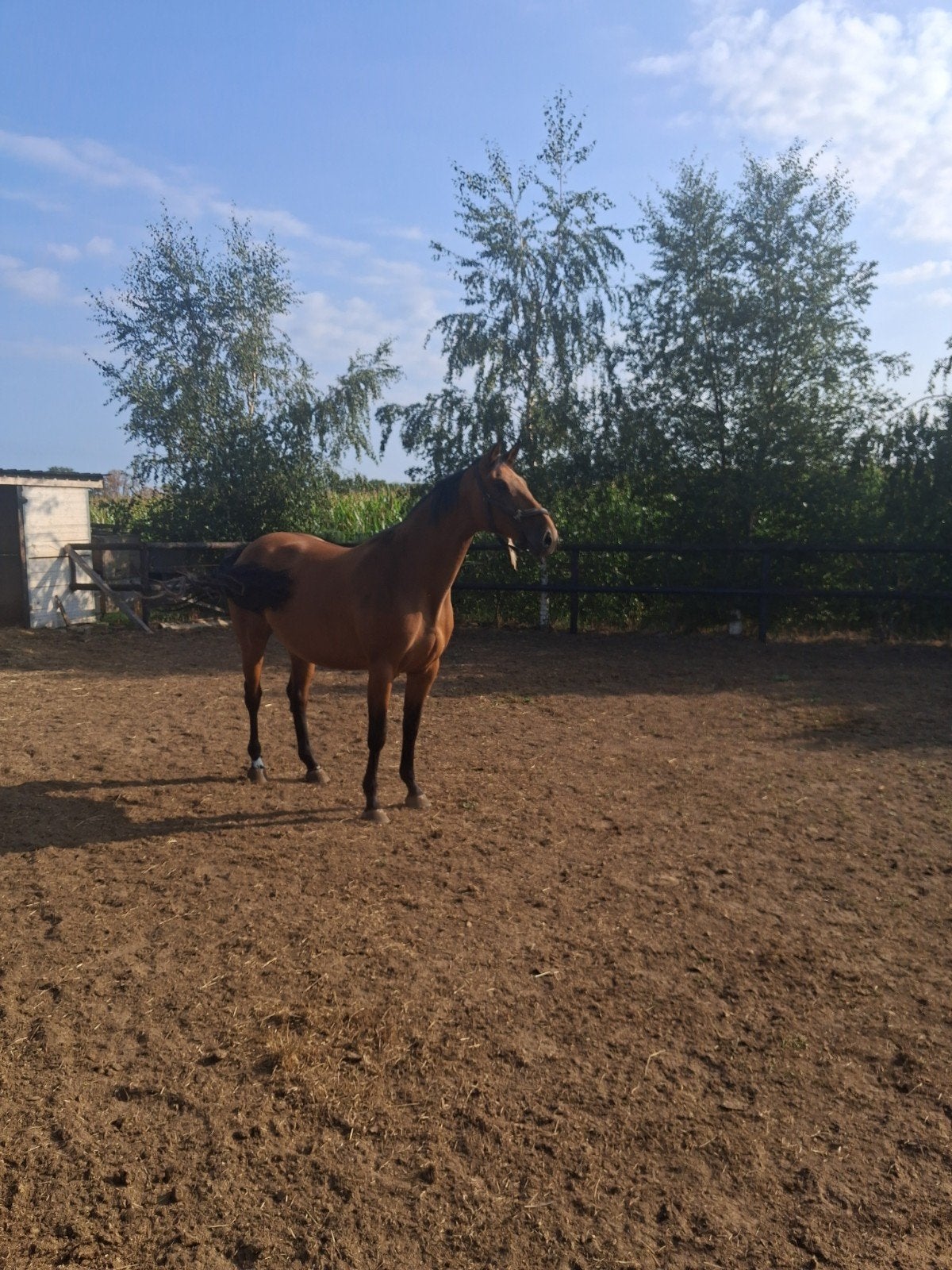 fokmerrie, Dieren en Toebehoren, Paarden, Merrie, Zadelmak