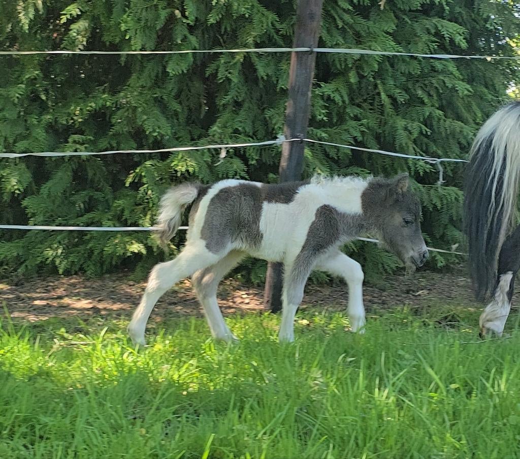 Schitterend amerikaans miniatuurpaardje hengstje, Animaux & Accessoires, Poneys