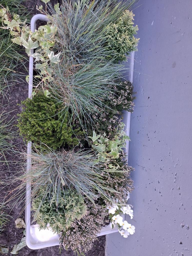 Gratis ! Vaste plantjes, Ophalen, Vaste plant