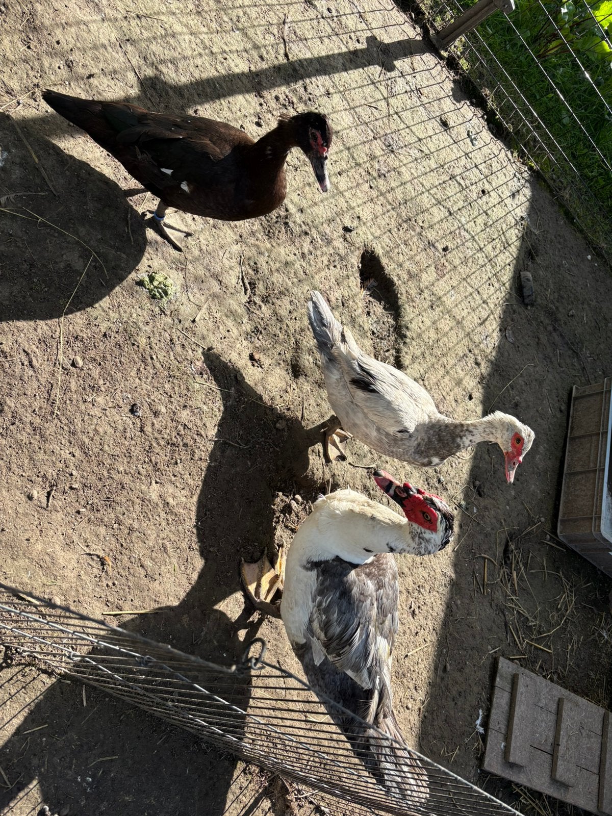 Trio barberies, Dieren en Toebehoren, Pluimvee, Meerdere dieren, Eend