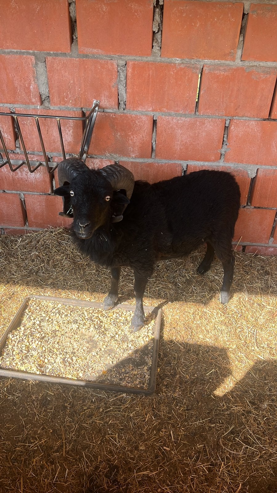 Bélier, Mâle, Mouton, 0 à 2 ans