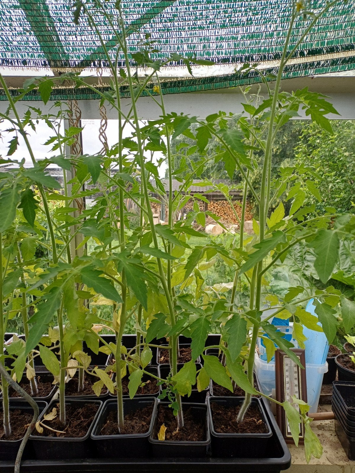 Plants de tomates 11 pièces, Enlèvement