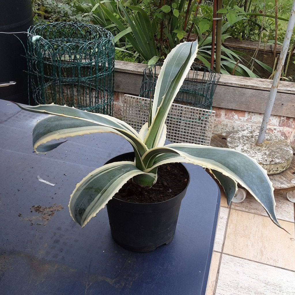 Grote goed gewortelde stek Agave Americana, Enlèvement ou Envoi, Plante fixe