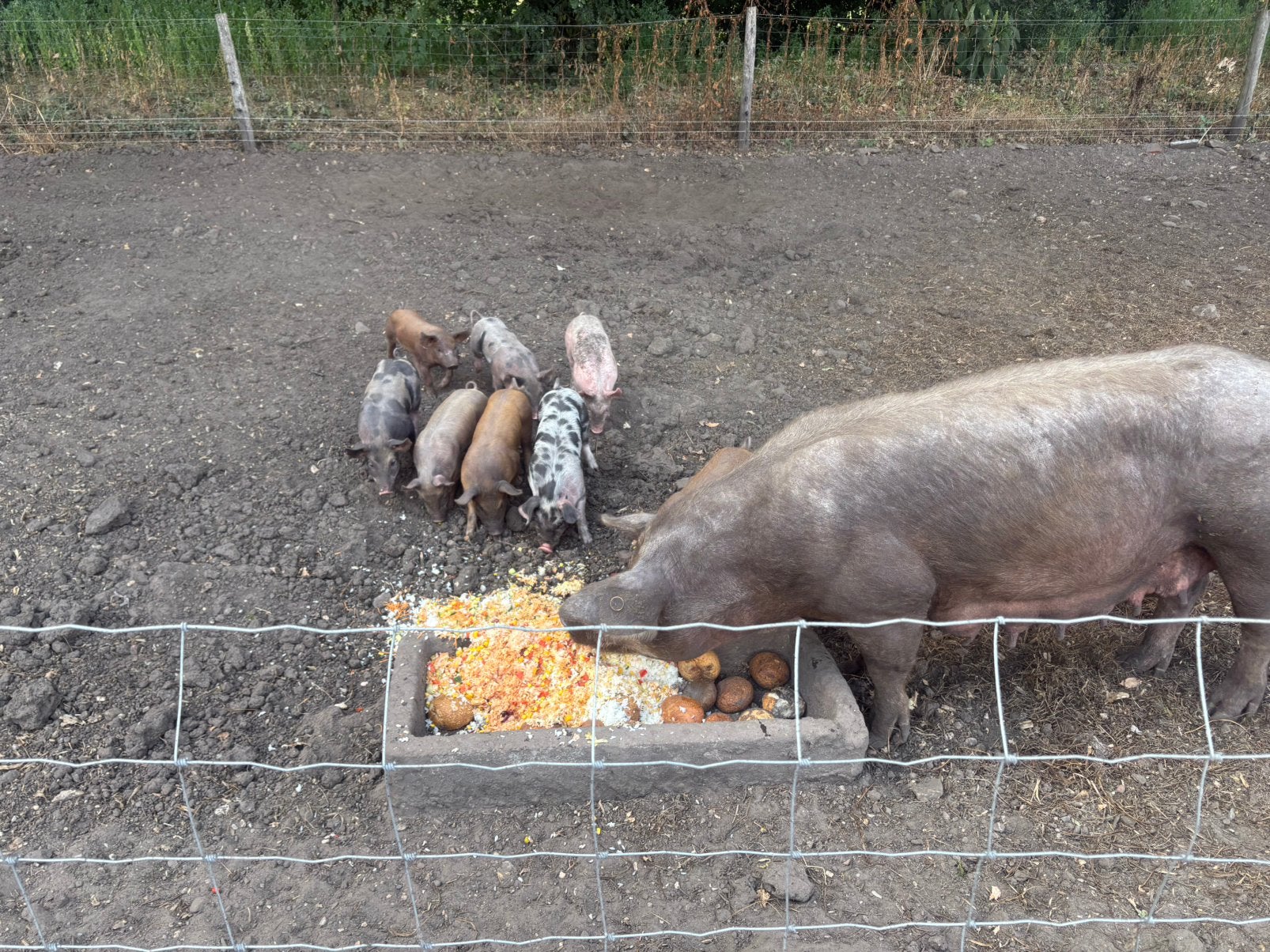 Biggen large white /duroc-pietrain