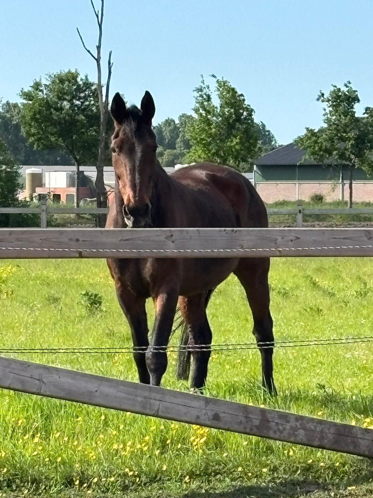 Aangeboden weidemaatje, Hongre, 160 à 165 cm, Cheval de récréation, 11 ans ou plus