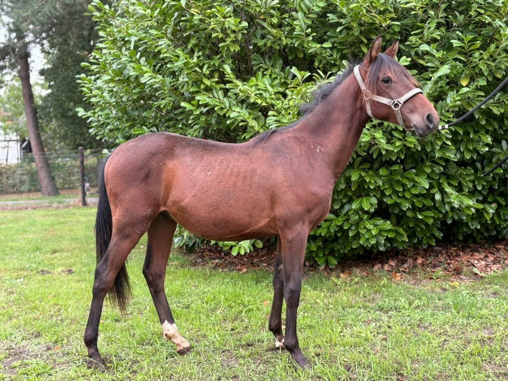 Mooie paint hengst, Dieren en Toebehoren, Minder dan 160 cm, 0 tot 2 jaar, Hengst, Gechipt
