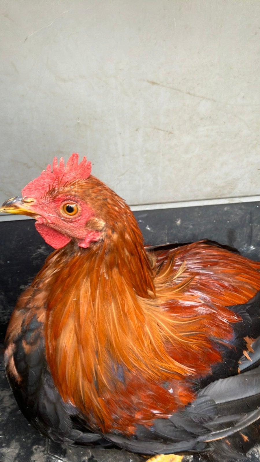 Welsumer haan, Dieren en Toebehoren, Mannelijk, Kip