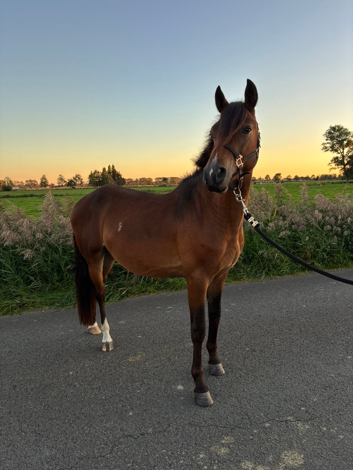 Prachtige D pony, Dieren en Toebehoren, Springpony, 0 tot 2 jaar, Hengst, Met stamboom