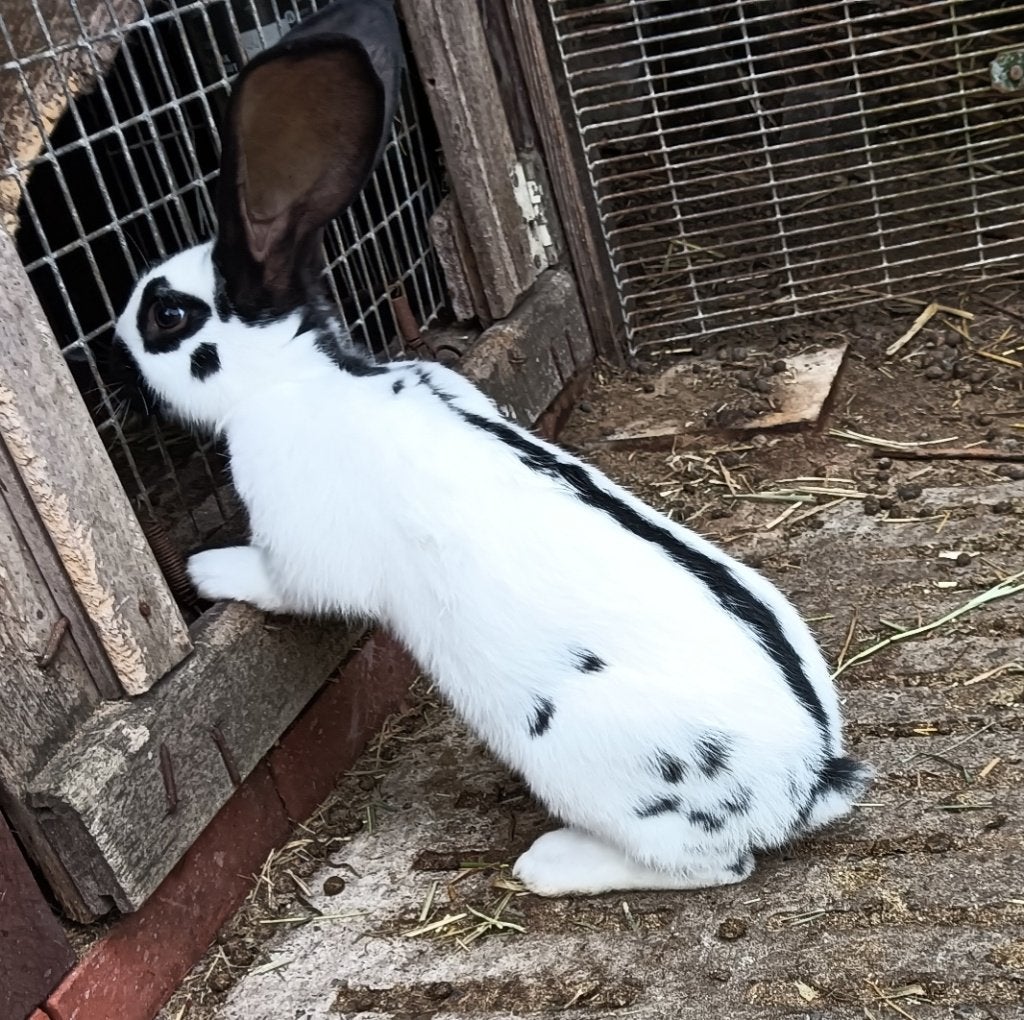 Reuze vlinder Lotharinger konijnen, Dieren en Toebehoren, Konijnen, Mannelijk, Groot, 0 tot 2 jaar
