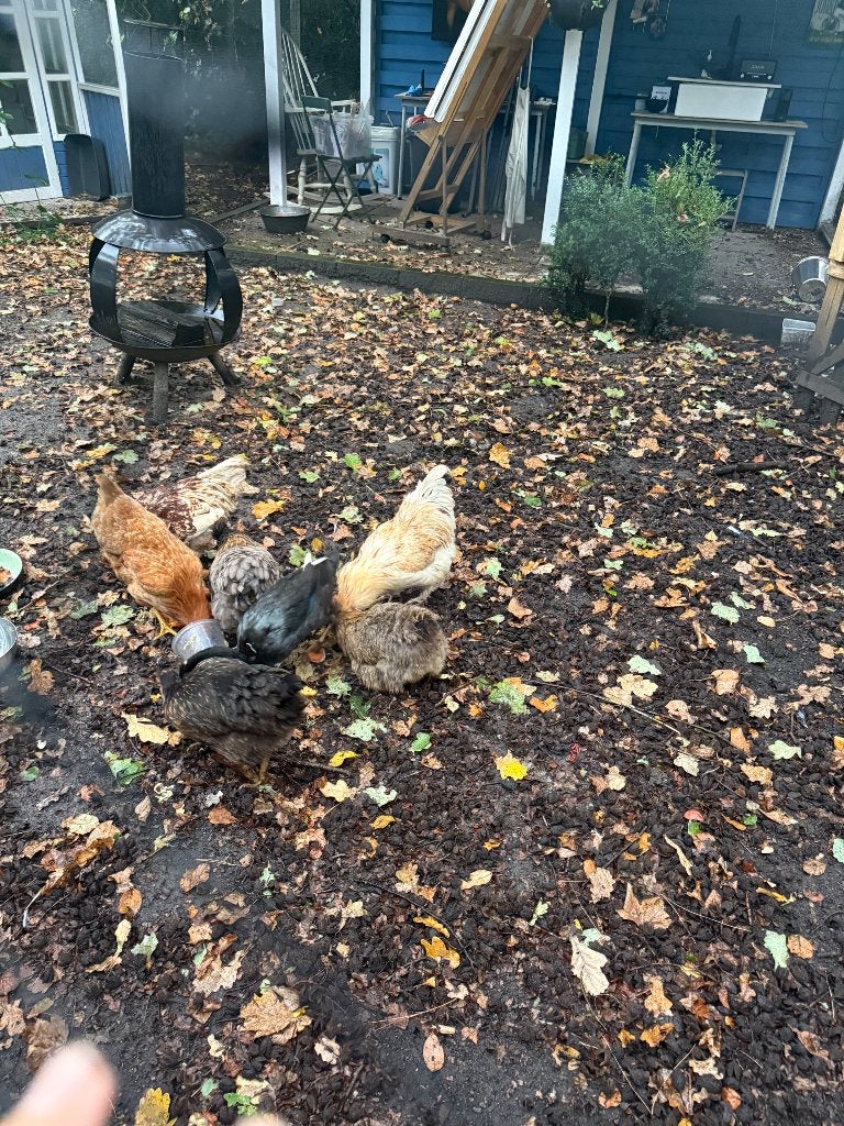 Pluimvee, Dieren en Toebehoren, Meerdere dieren, Kip