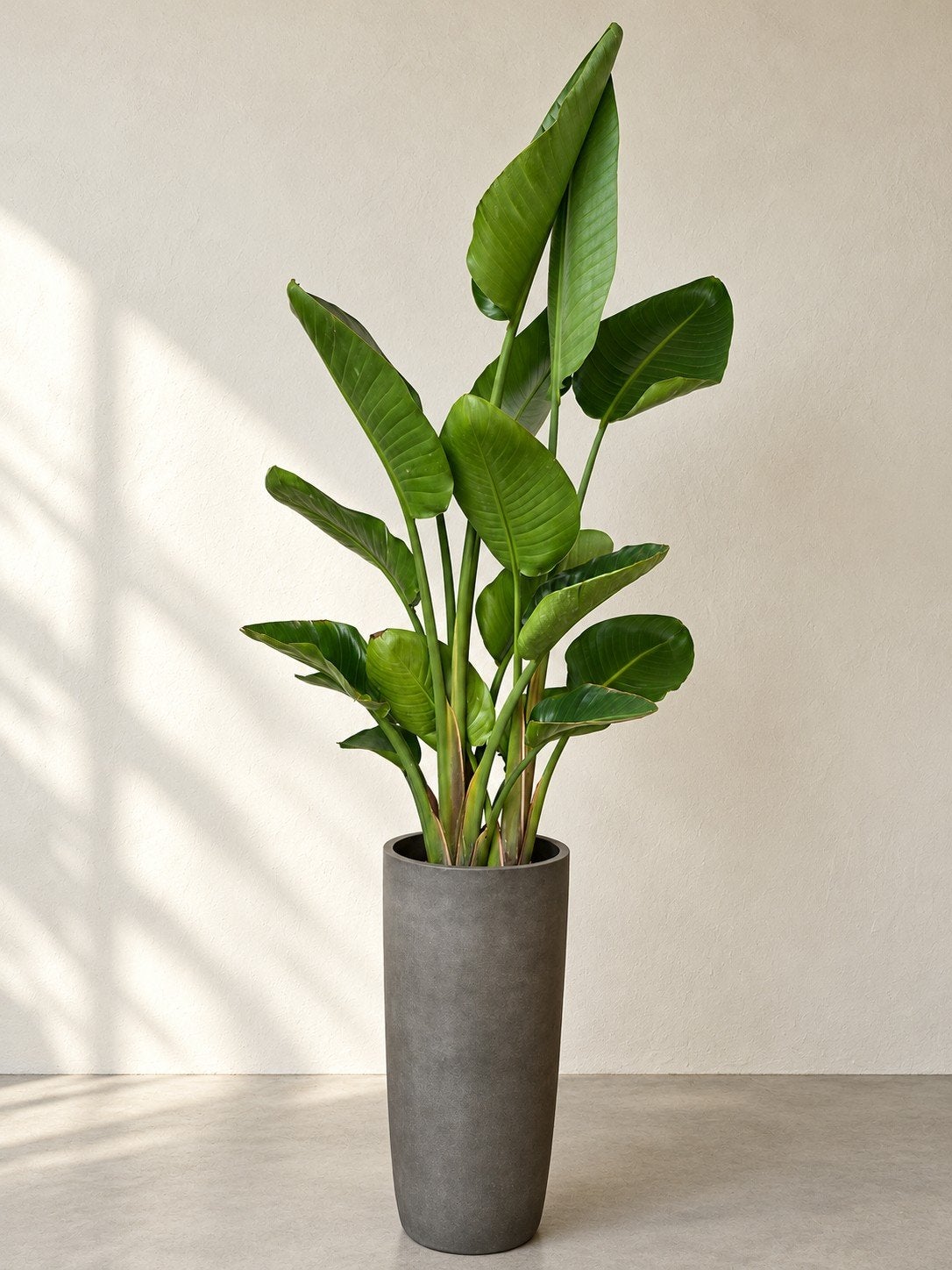 Kamerplant Strelitzia Augusta, Ophalen