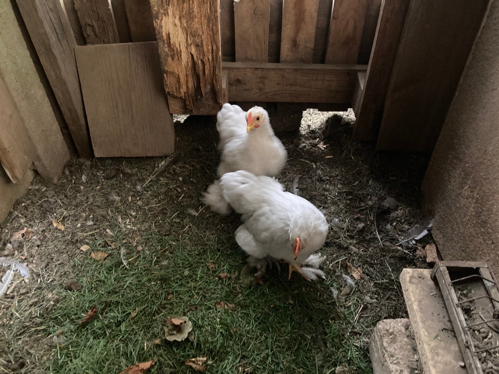 2 coqs de cochin, Animaux & Accessoires, Mâle, Poule ou poulet