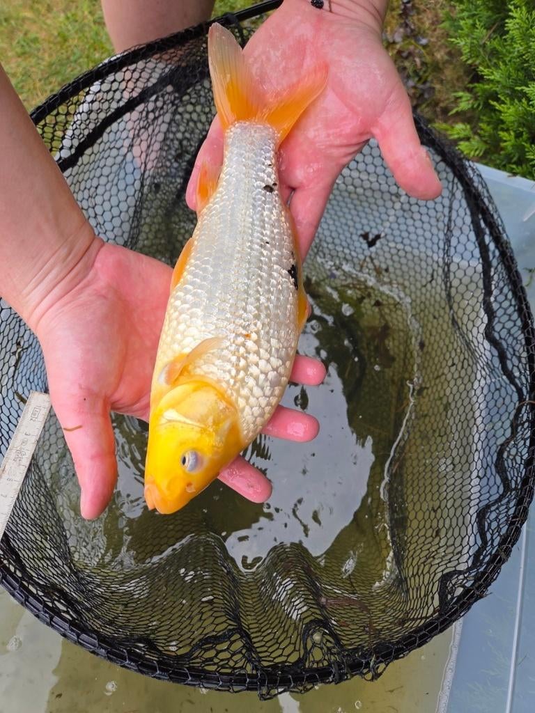 Mooie koi 30 cm - eigen kweek, Dieren en Toebehoren, Vissen | Vijvervissen, Karper of Koi