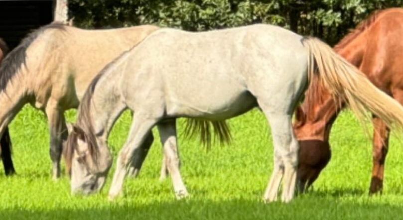 D pony ruin met top afstamming
