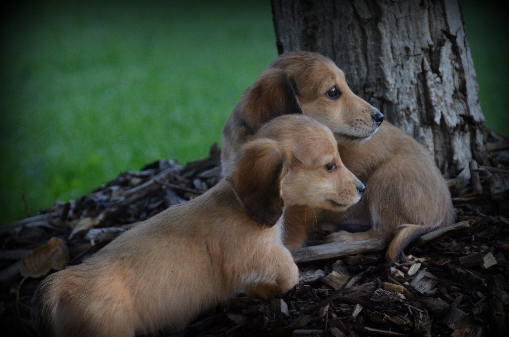 Teckel pups langhaar, Dieren en Toebehoren, België, Reu, CDV (hondenziekte), 8 tot 15 weken