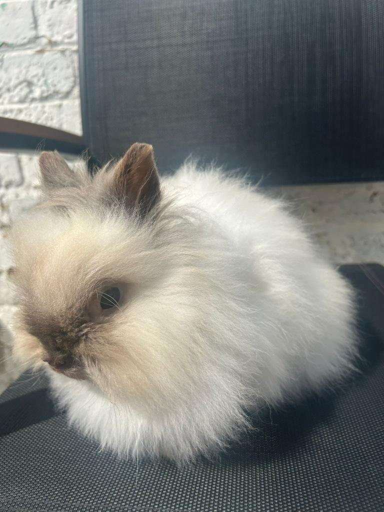 Unieke teddy dwerg ram met showkwaliteit, Dieren en Toebehoren, Mannelijk, Dwerg, 0 tot 2 jaar