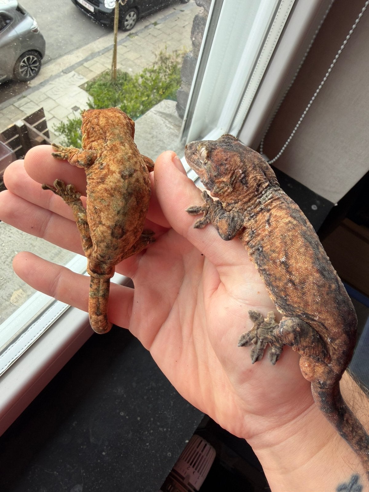 Magnifique couple  mniarogekko chahoua, Animaux & Accessoires