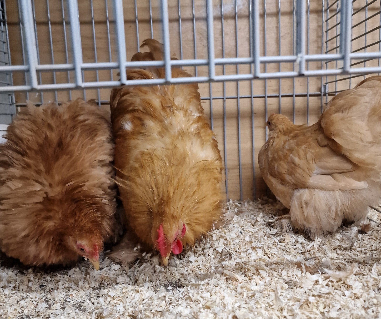 Jonge Cochin kippen kleur buf., Dieren en Toebehoren, Vrouwelijk, Kip