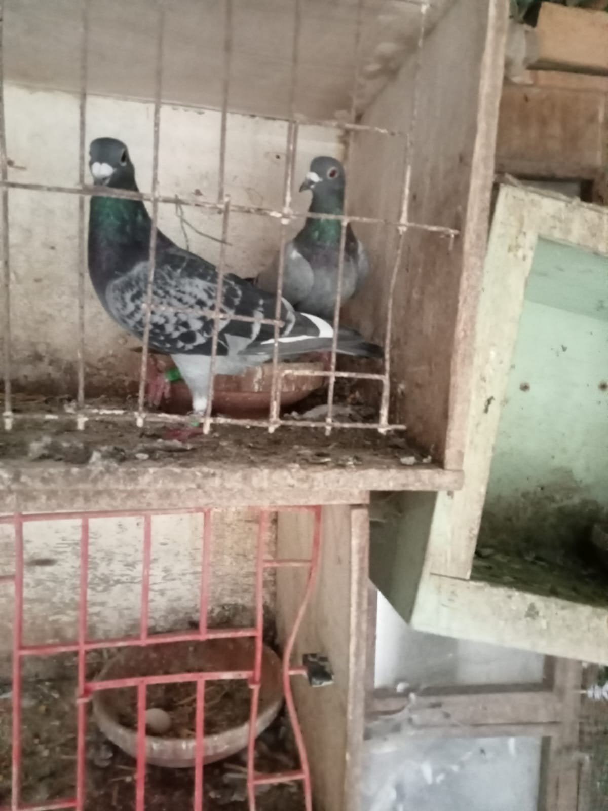 reisduif / postduif, Animaux & Accessoires, Oiseaux | Pigeons, Plusieurs animaux, Pigeon voyageur